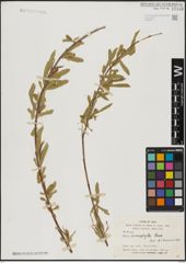 Foto von Salix acmophylla Boiss.